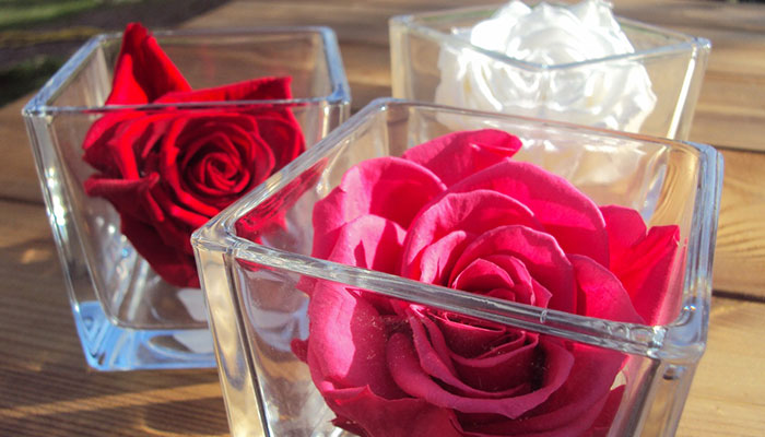 Rose-sous-cloche-en-verre